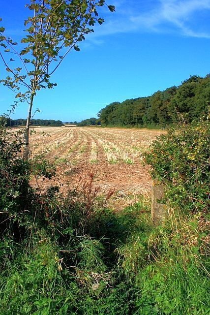 Paisagem rural com um campo arado, uma árvore e uma floresta ao fundo.