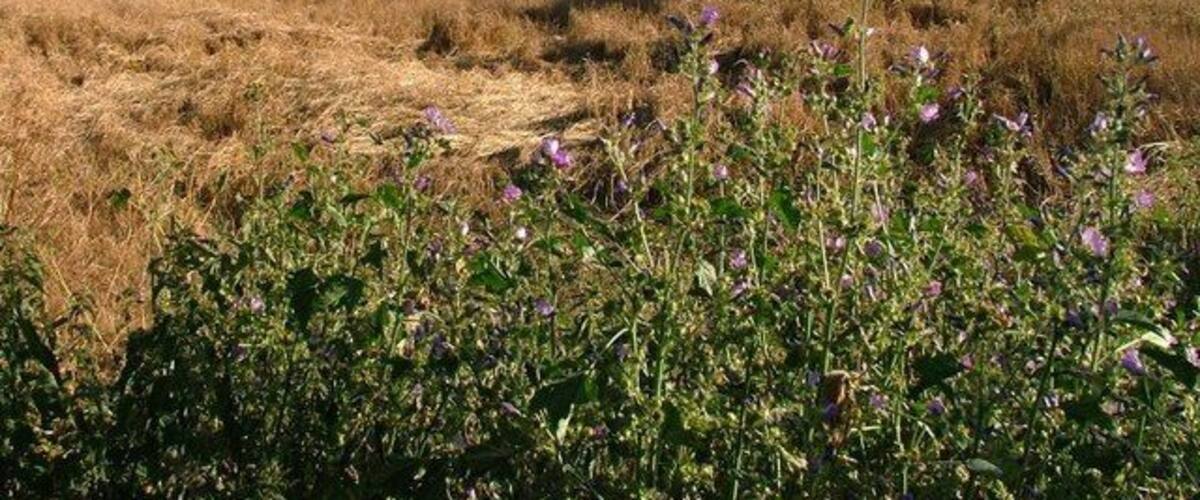 Field Near Thorn Hill. Taken from just south of the farm near spot height 79m. Scarth Moor in the distance.