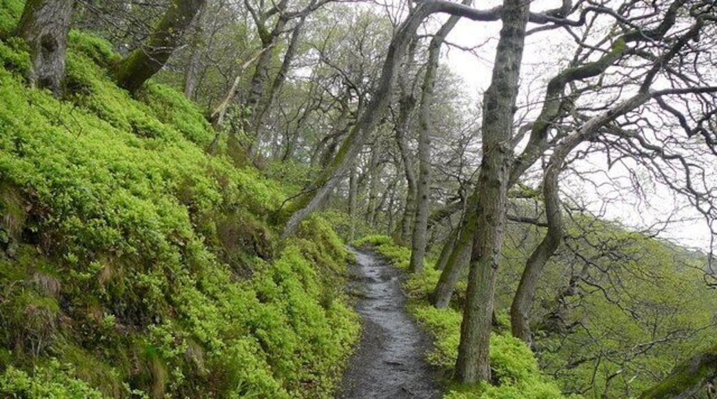 Footpath in Hack Fall Wood