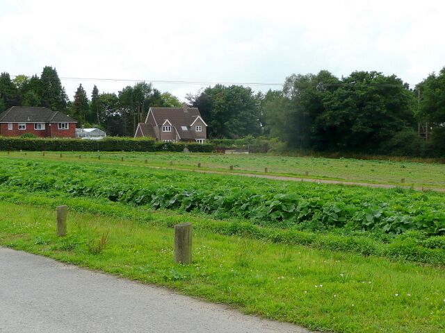 Market Gardening at Headley The crop in the foreground is courgettes.