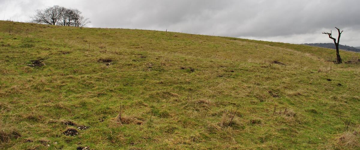 A grassy hill with a few trees and a cloudy sky.