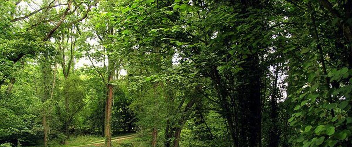Upper Berry Wood near Ecchinswell. This woodland area is in a square characterised by farmland and woodland. This section of woodland is in the eastern half of the square. The picture was taken west of the minor road, looking more or less west into the square.