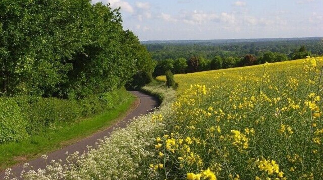 Road descending to Ecchinswell With oil-seed rape beyond its peak of yellowness and a white border of cow parsley.