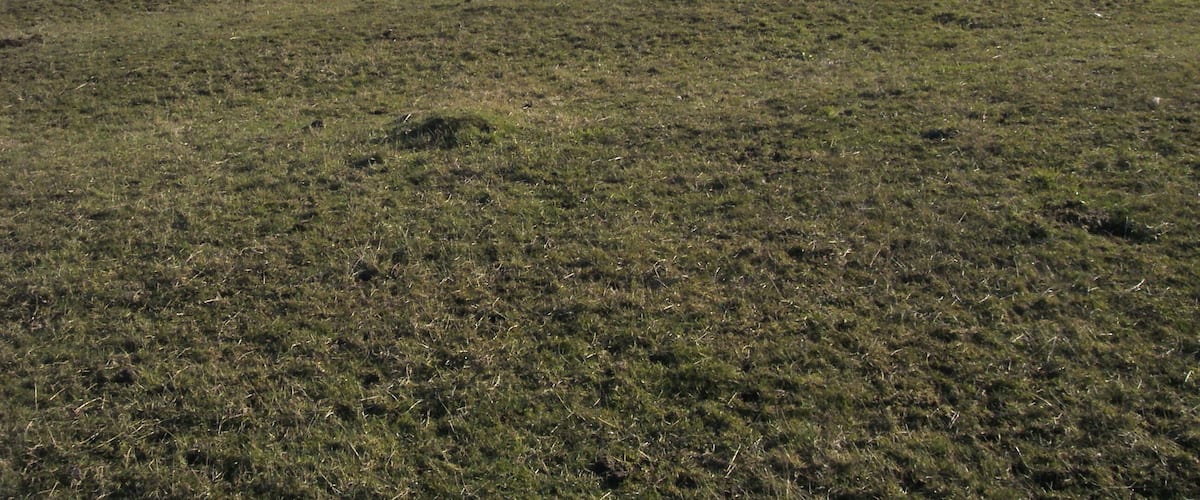 A grassy hill with a sheep in the distance and a stone structure on the right.