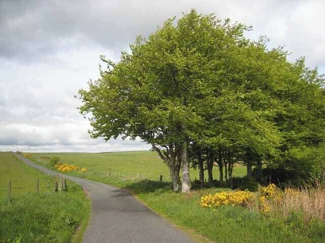 Roadside trees On the minor road just west of New Pitsligo.