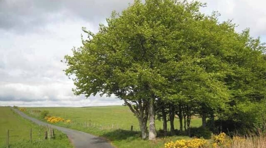 Roadside trees On the minor road just west of New Pitsligo.