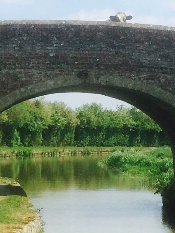 Taking a stroll along the canal towpath.....but wasn't alone , someone was watching over me !!