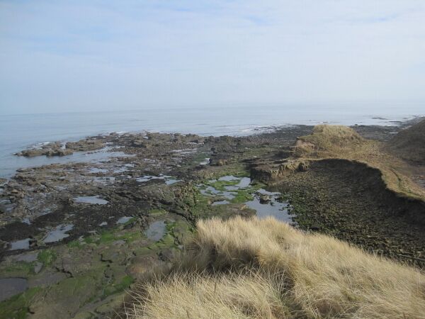 Seal Skears near Cresswell