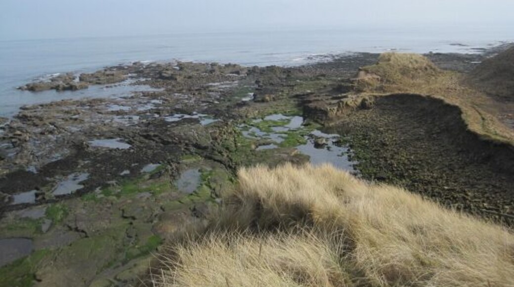 Seal Skears near Cresswell