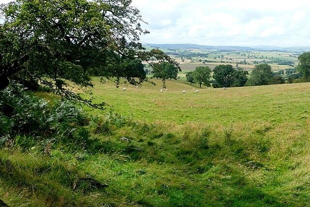 Pasture off Physic Lane The pastures rising from Coquetdale above Thopton are very gentle and open.