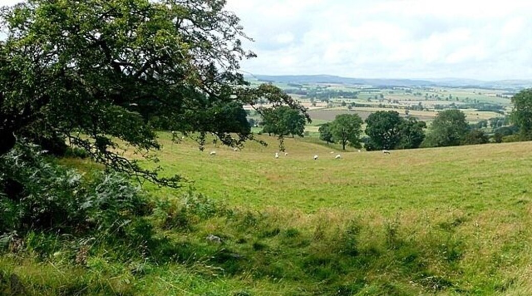 Pasture off Physic Lane The pastures rising from Coquetdale above Thopton are very gentle and open.