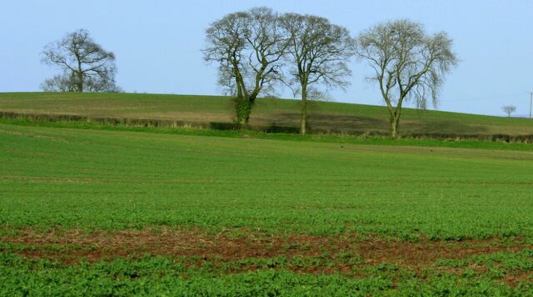 Farmland and trees near Stanton Wick
