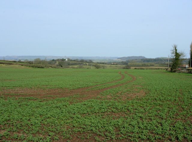Oil seed rape at an early stage In a field off the A368 near Stanton Wick. At this time of year (march) if it looks like cabbage it is oil seed rape. On the skyline left of centre a clump of trees marks the position of Kelston Round Hill ST7167 and in the original image to the right of that it is possible to see Beckford's Tower on Lansdown ST7367
