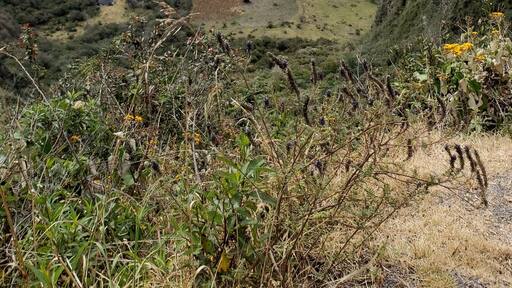 This volcan is active but people elave there in the Valley
Ecuador