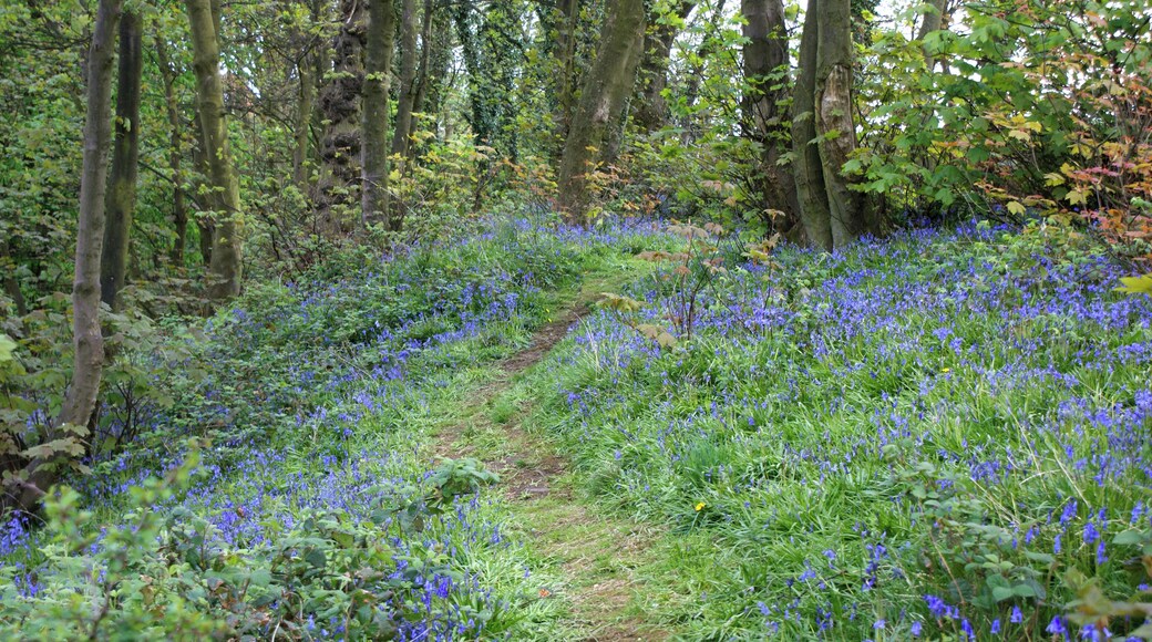 Bluebell Wood