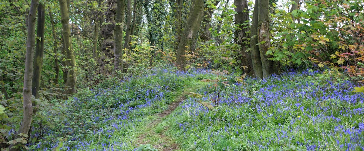 Bluebell Wood
