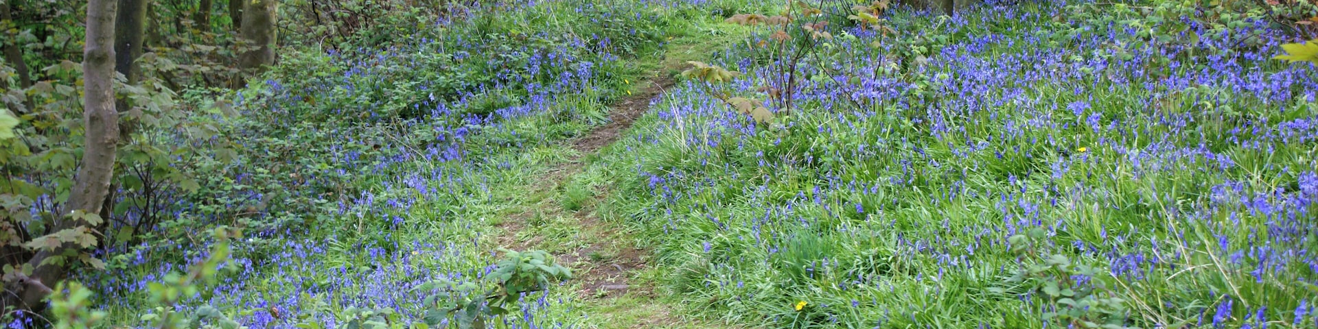 Bluebell Wood