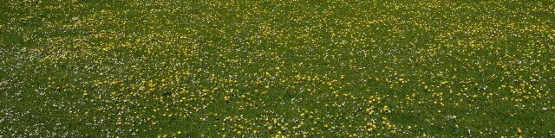 Traigh Bhi, Balephuil Bay, Isle of Tiree, The Hebrides. Looking West from Balephuil village. In the foreground, the famous Hebridean Machair. In the background, (almost) the highest "mountain" on Tiree,(103m)!! Tiree,("The Land Beneath the Waves")