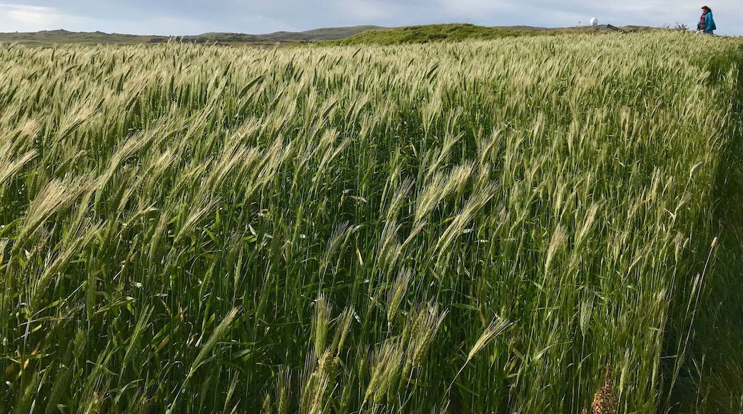 Barley field
September 2017