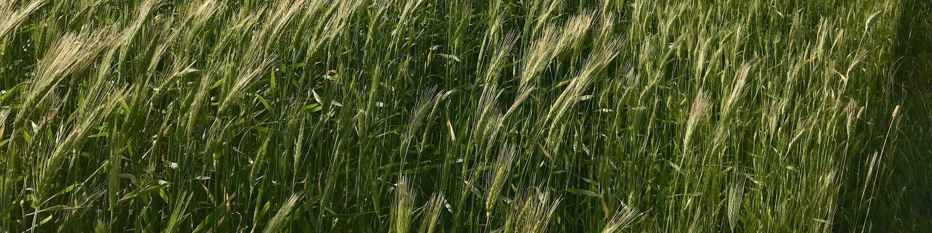 Barley field
September 2017