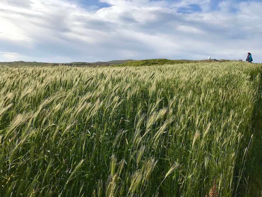 Barley field 
September 2017