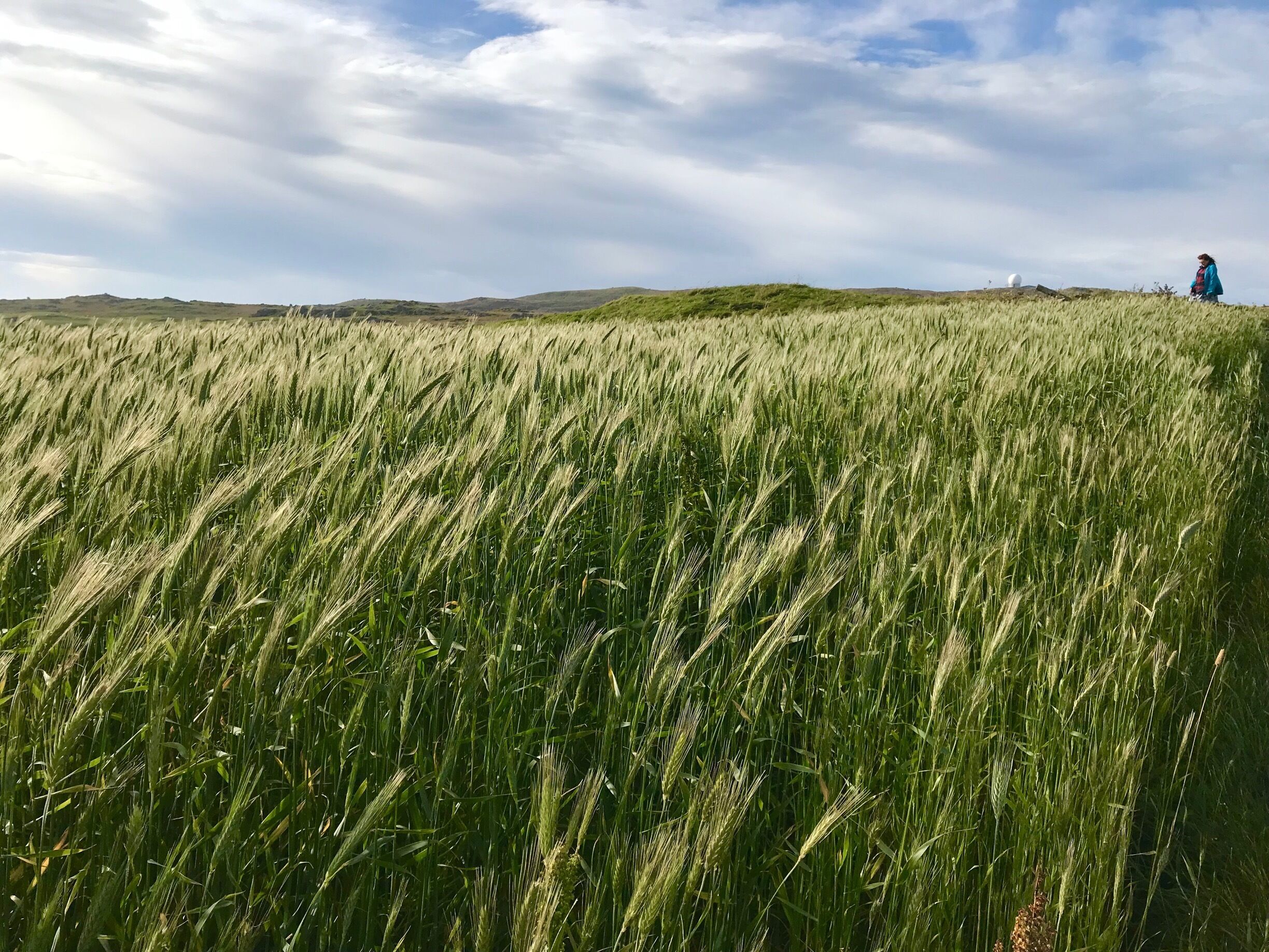 A field of wheat under a cloudy sky.