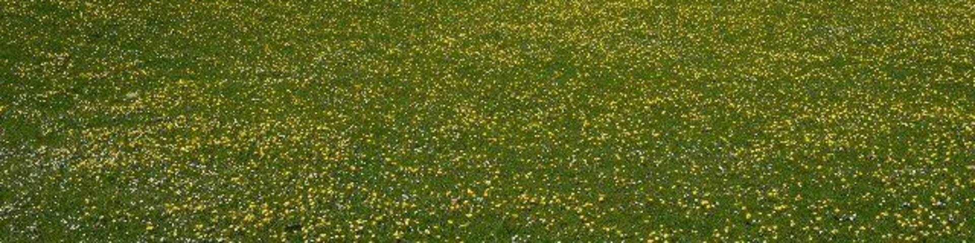 Traigh Bhi, Balephuil Bay, Isle of Tiree, The Hebrides. Looking West to Balephuil Bay, across the famous Hebridean Machair.