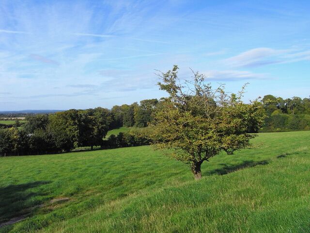 Pasture, Letcombe Regis Fields and woodland just above Warborough Farm. The public has been given permissive access to various of the fields above the farm. This is the view from the lower end of the accessible land on the eastern side of the road.