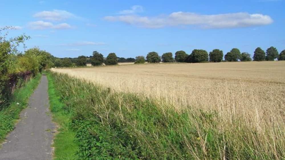 A rural path beside a field of crops under a clear sky.