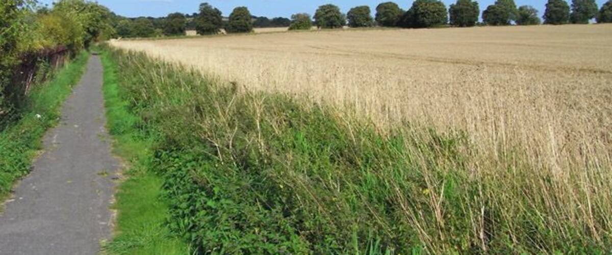 A rural path beside a field of crops under a clear sky.