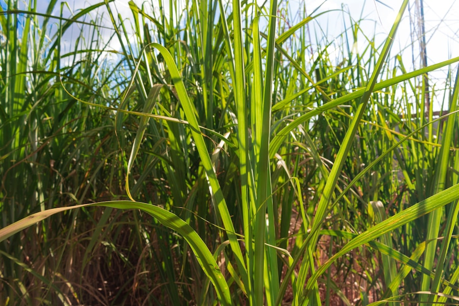 Sugarcane plantation farm landscape