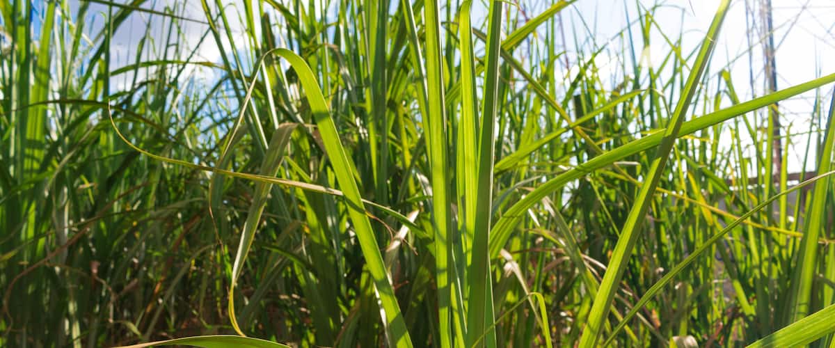 Tall green grass with a clear blue sky in the background.