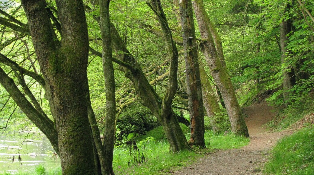 Weg an der Ilz im NSG Halser Ilzschleifen am östlichen Ende des Triftstollens nach Süden.