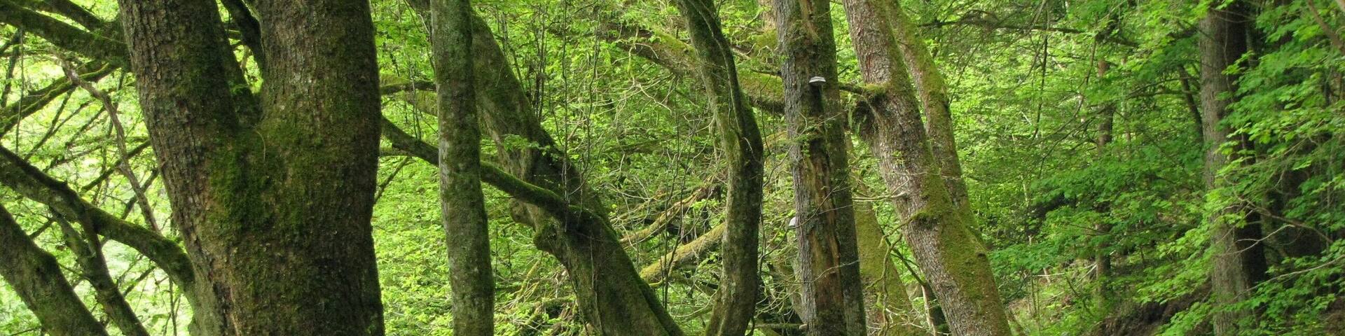 Weg an der Ilz im NSG Halser Ilzschleifen am östlichen Ende des Triftstollens nach Süden.
