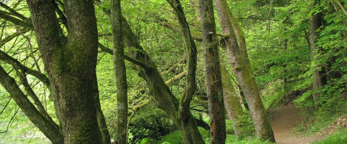 A forested path with moss-covered trees and a river in the background.