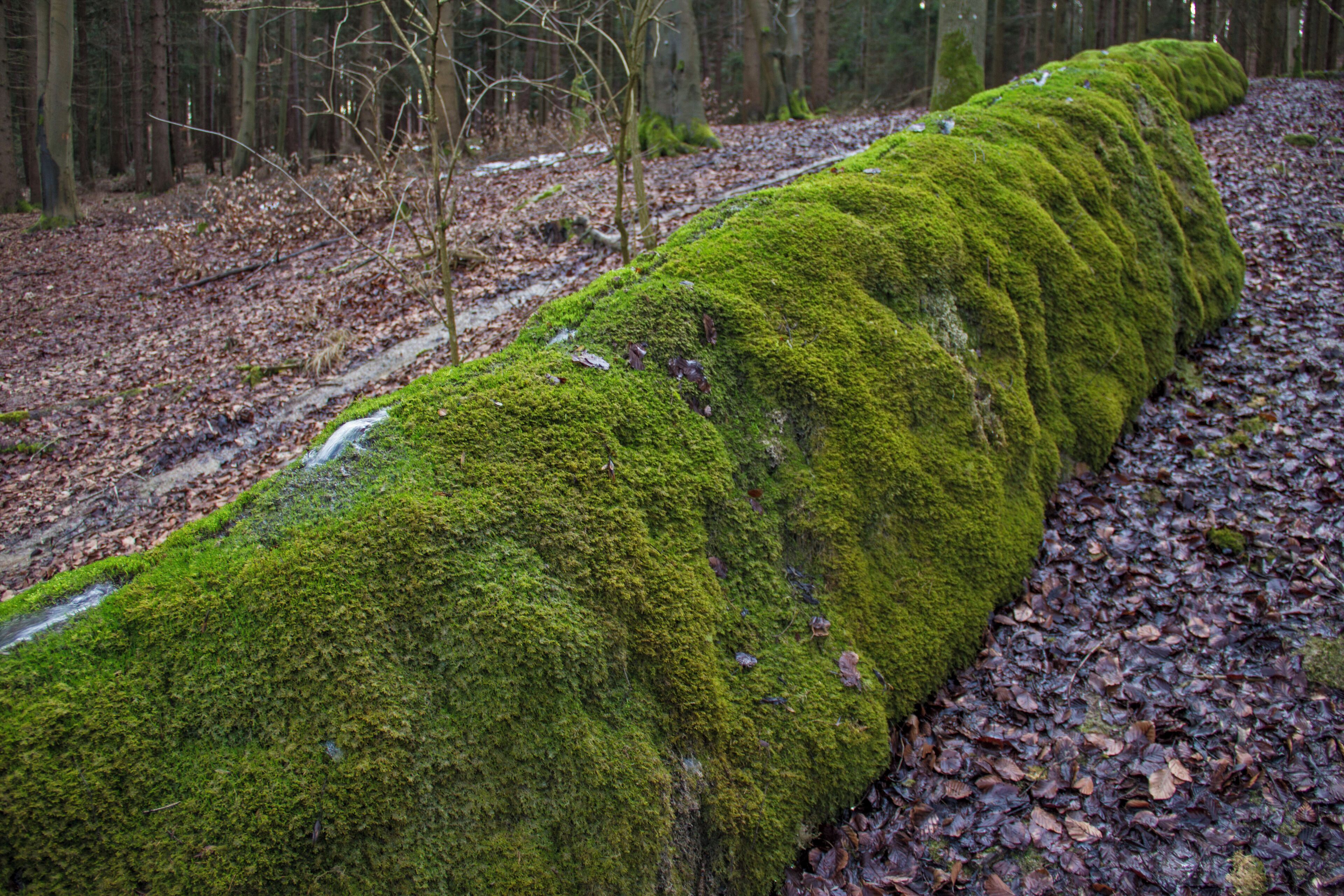 Steinerne Rinne, Erasbach, Berching