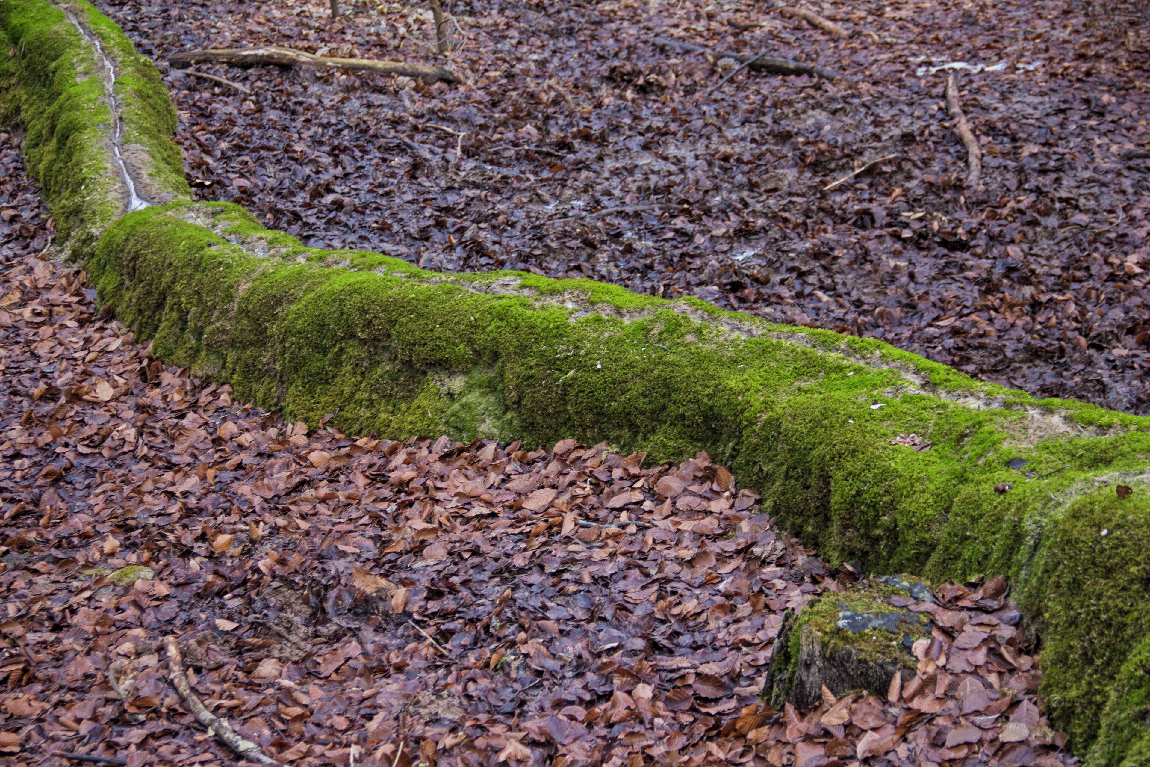 Steinerne Rinne, Erasbach, Berching