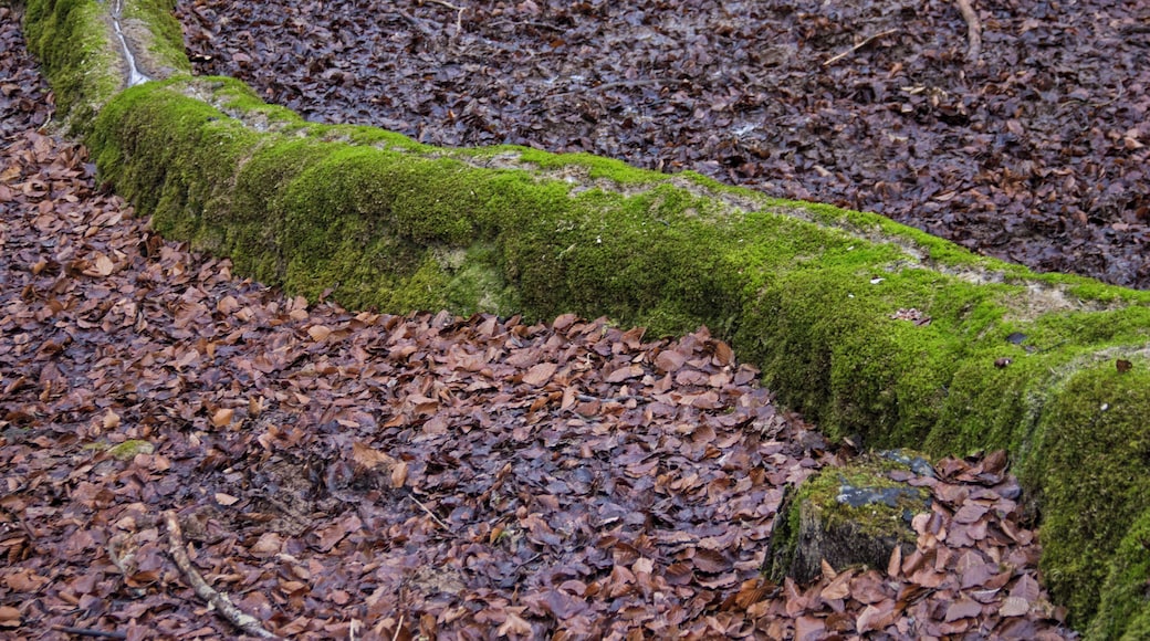 Steinerne Rinne, Erasbach, Berching