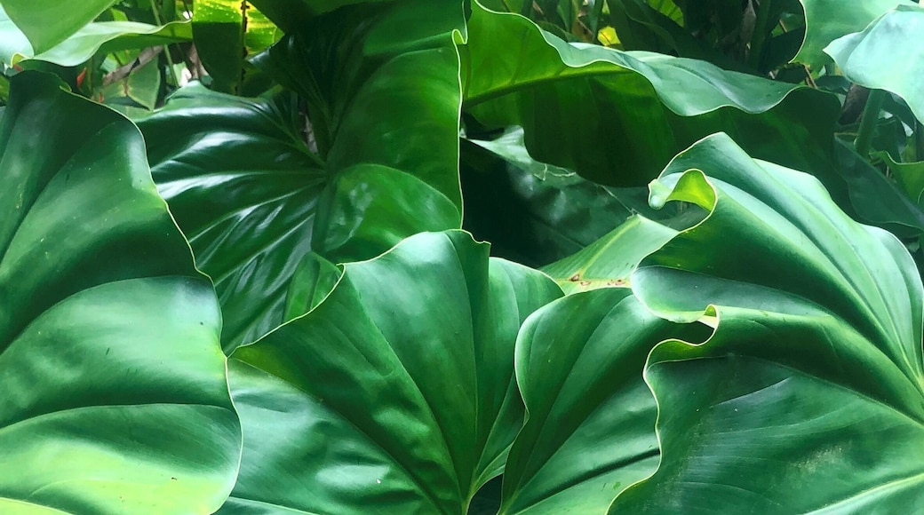 My favorite place, love the rain forest