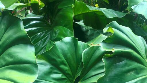 My favorite place, love the rain forest