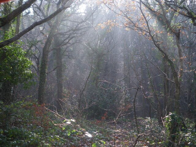 Coed y Garth Looking south through the woods over Afon y Garth on a crisp December day.