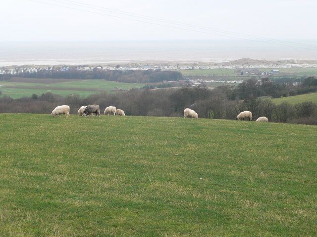 A grassy hill with sheep grazing.