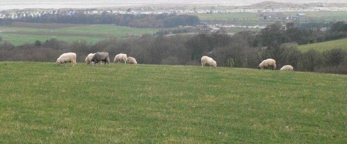 A grassy hill with sheep grazing.