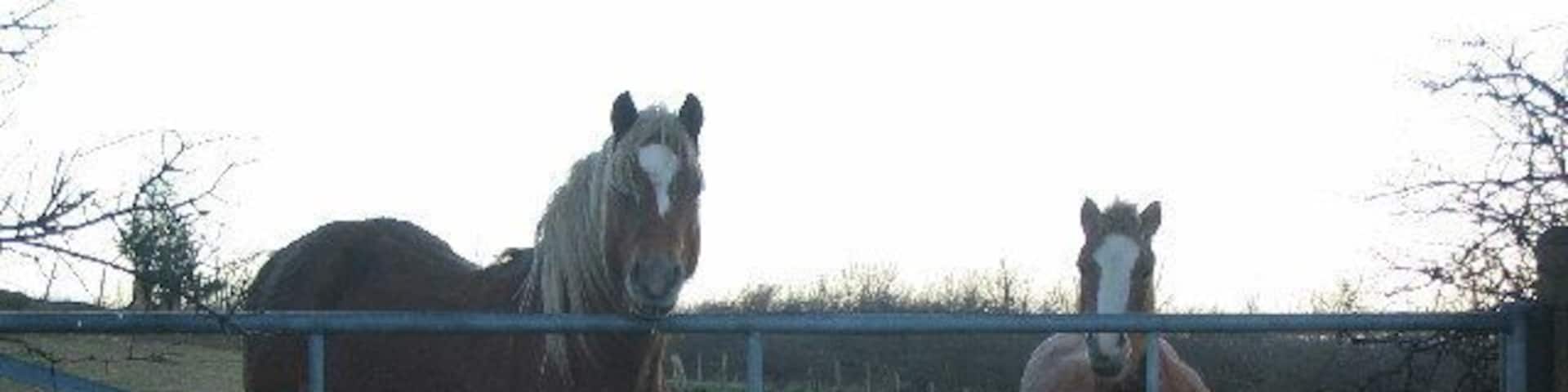 Paddock near Milwr Road. A view looking north with both horses at the paddock gate.