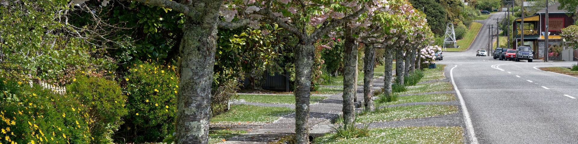 Formal planting of cheery trees down the Hight Street in Ross, South Island, New Zealand.