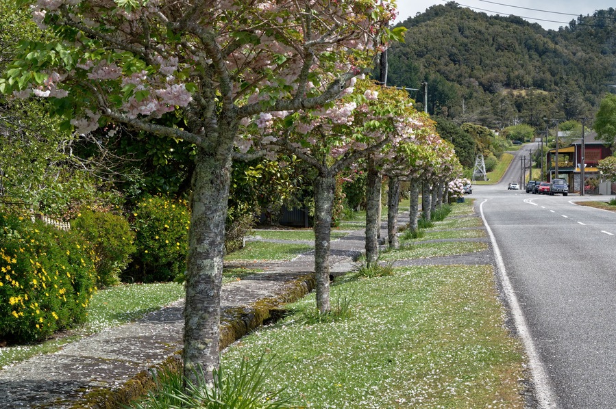 Formal planting of cheery trees down the Hight Street in Ross, South Island, New Zealand.