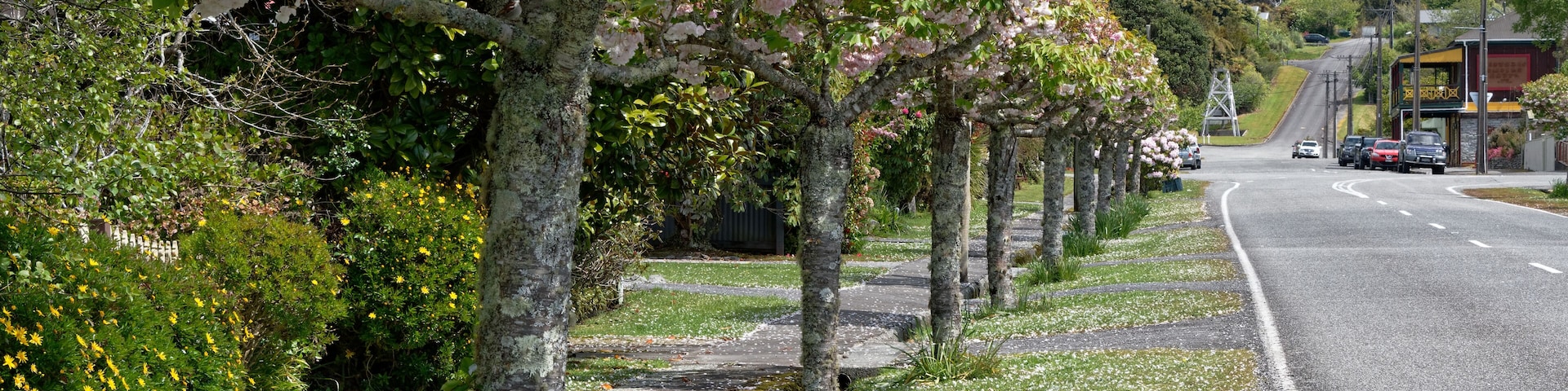 Formal planting of cheery trees down the Hight Street in Ross, South Island, New Zealand.
