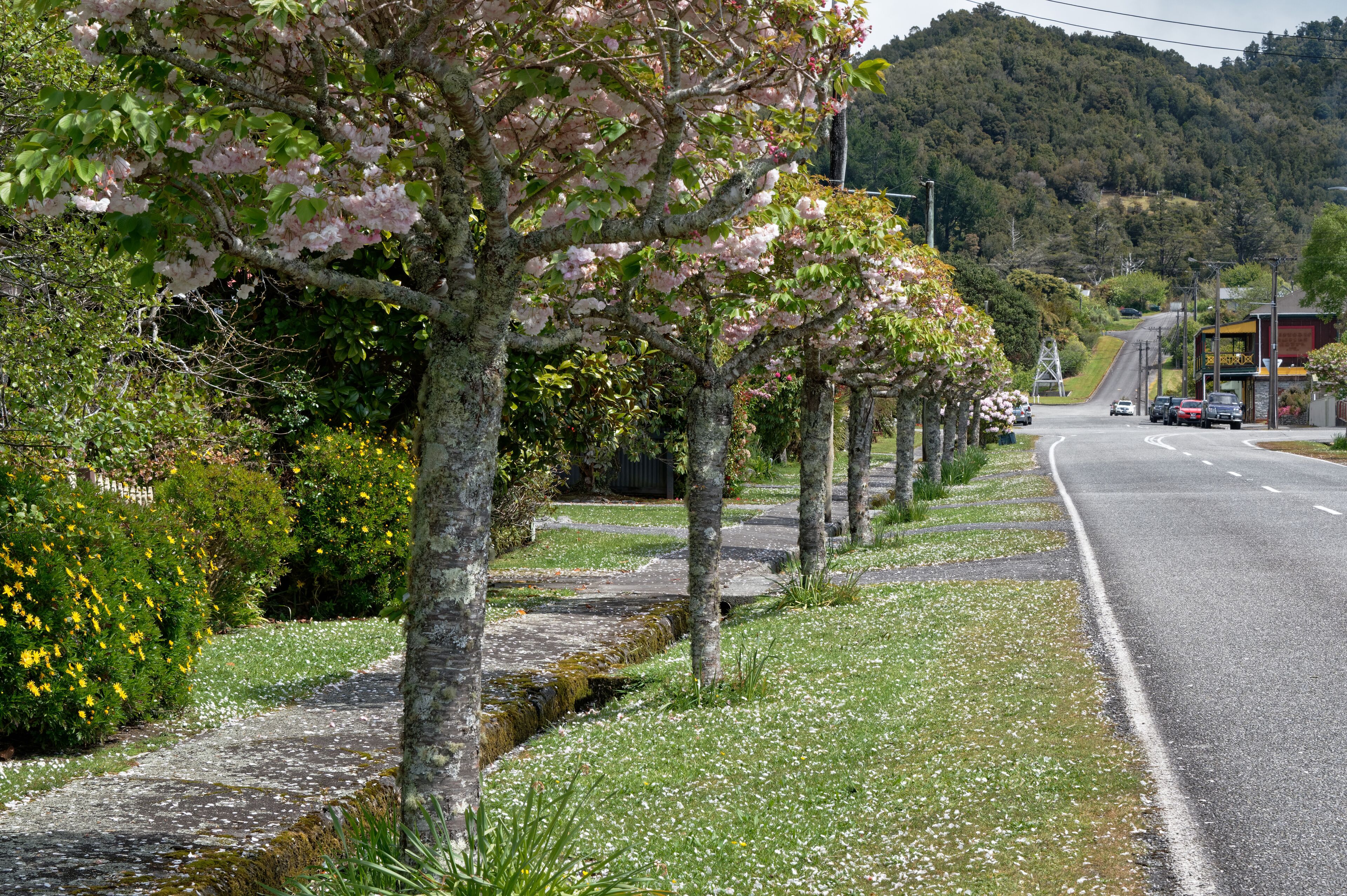 A road lined with cherry blossom trees and a bus stop on a hillside.