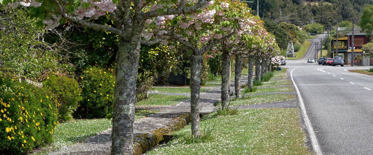 A road lined with cherry blossom trees and a bus stop on a hillside.