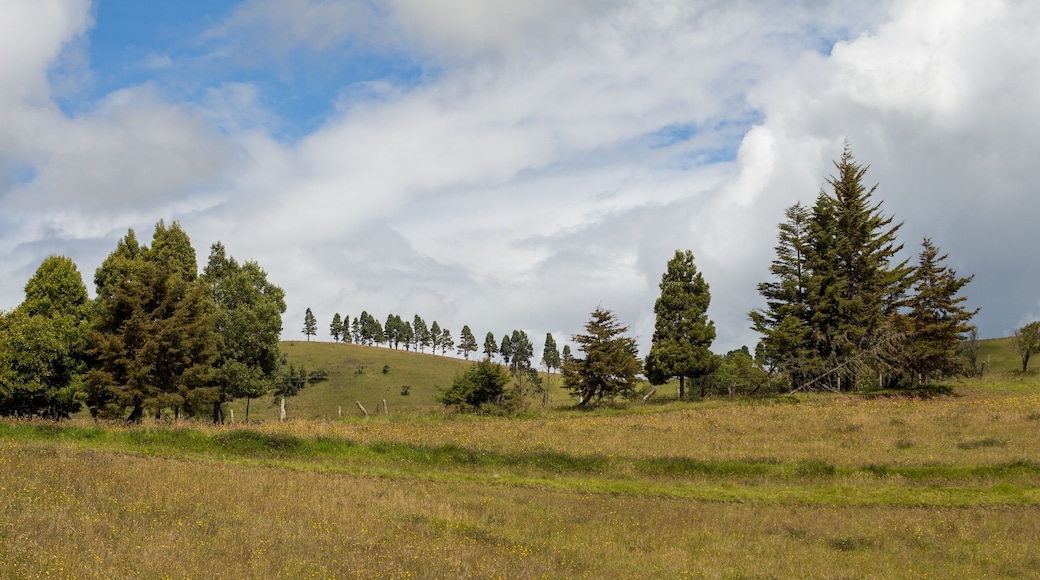 Beautiful rural Colombian landscape in Choconta (in the Andean Cordillera). Blue sky with white clouds. The pictures shows green hills, trees and a meadow with flowers. Cundinamarca, Colombia.
